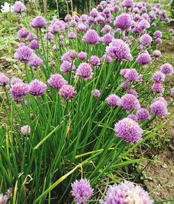 Purple flowers blooming on field