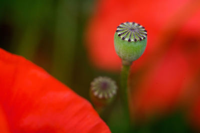 Close-up of red poppy flower