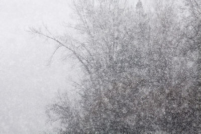 Bare tree on snow covered land