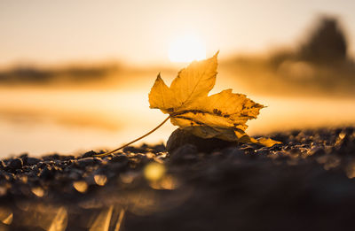 Close-up of dry maple leaves against sky during sunset