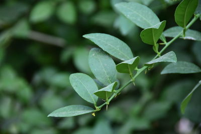 Close-up of raindrops on leaves