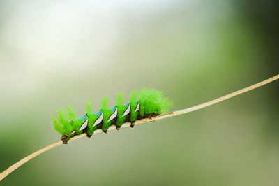 Caterpillar with large green hairs walking on a thin branch