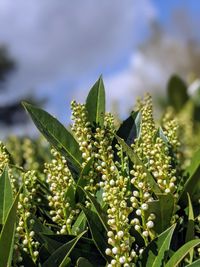 Close-up of flowering plant on field