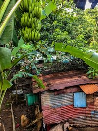 Plants growing by tree