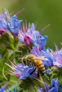 Close-up of bee pollinating on purple flower