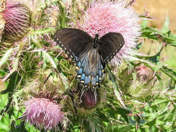 Close-up of butterfly on purple flower