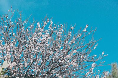 Low angle view of cherry blossom against blue sky