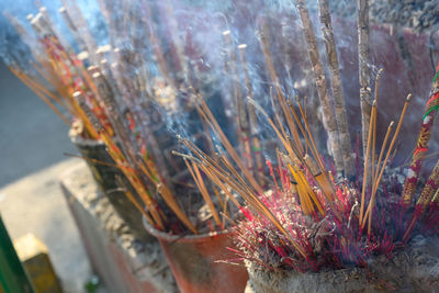 Close-up of succulent plant