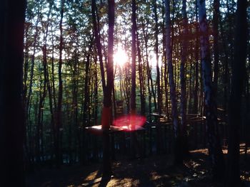 Sun shining through trees in forest