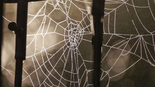 Close-up of spider web