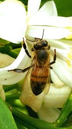 Close-up of insect on flower