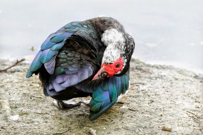 High angle view of bird on rock by lake