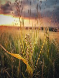 Close-up of wheat growing on field