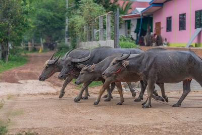 Horse cart on field