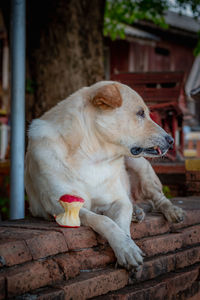 View of a dog looking away