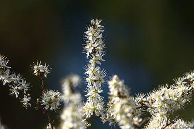 Close-up of flowering plant