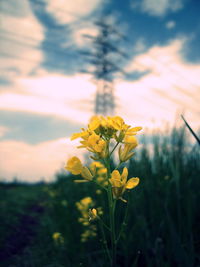 Close-up of yellow flowers