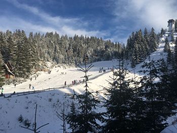 Pine trees on snowcapped mountains against sky