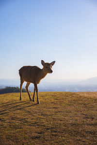 On top of of mount wakakusa with light during a low warm winter sun sight before sunset nara deer 