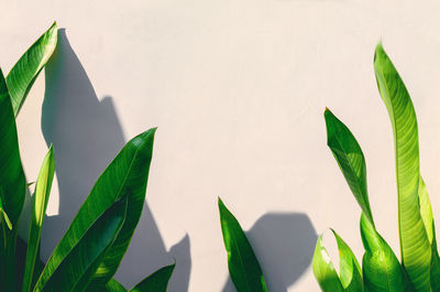 Close-up of plant against white wall