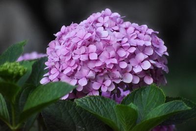 Close-up of purple hydrangea flowers