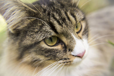 Close-up of cat