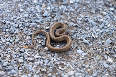 snake
