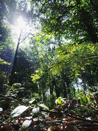 Low angle view of trees in forest