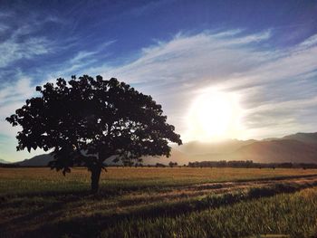 Tree on field against sky during sunset