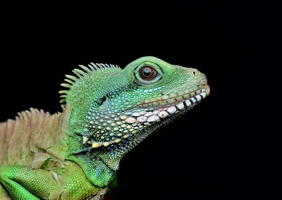 Close-up of green lizard