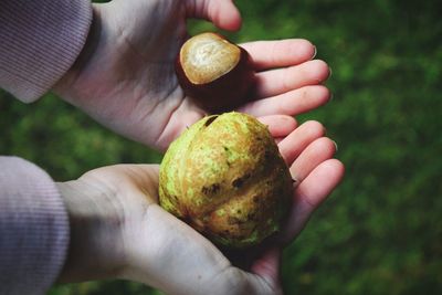 Close-up of small holding apple against white background