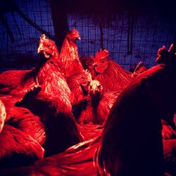 Close-up of birds on red fire