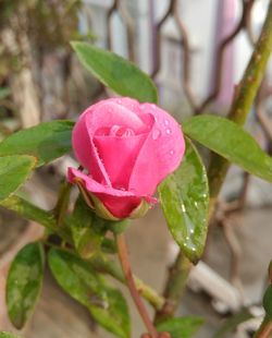 Close-up of pink rose blooming outdoors