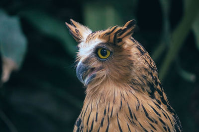 Close-up of a bird