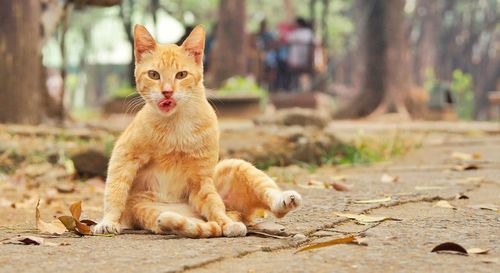 Portrait of ginger cat sitting on footpath