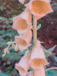 Close-up of mushroom growing on plant