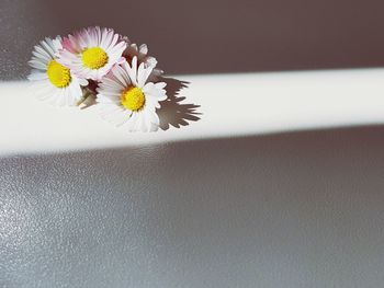 Close-up of flower against wall