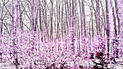 Flowers growing on tree