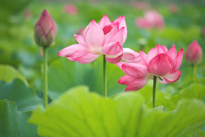 Close-up of pink water lily