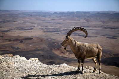 View of ibex on land in the desert