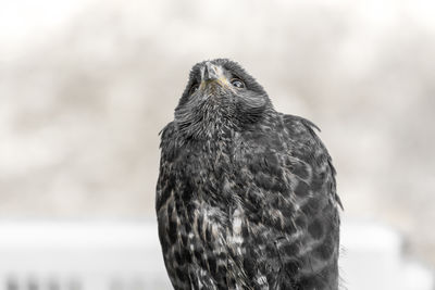 Close-up of bird