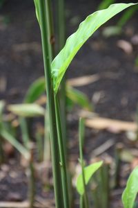 Close-up of plant growing on land