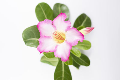 Close-up of pink rose against white background