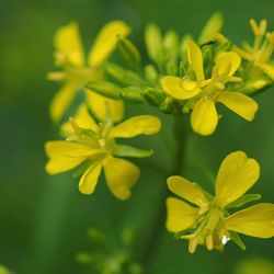 Close-up of yellow flower