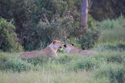 Side view of an animal on field