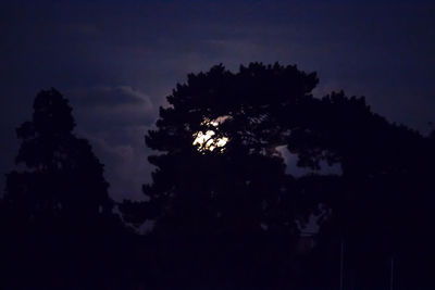 Low angle view of silhouette trees against sky