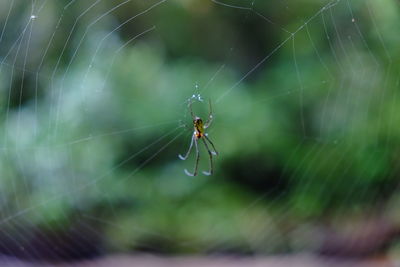 Close-up of spider and web