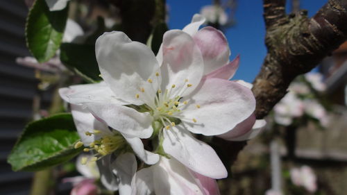 Close-up of fresh white flower blooming on tree