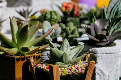 Close-up of succulent plant