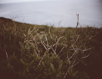 Close-up of plant on field against sky